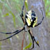 Garden Spider